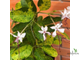 Clerodendrum inerme variegate / Клеродендрум Инерме Вариегатный