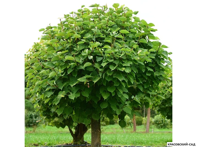 Топиар Липа мелколистная в форме шара