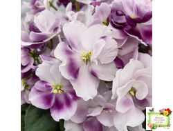 Mac's Southern Springtime (G.McDonald)
