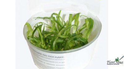 Эхинодорус квадрикостатус