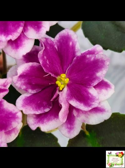 АВ-Последняя Любовь Самурая (Фиалковод) 2021 г. (лист посажен 19.01.26)