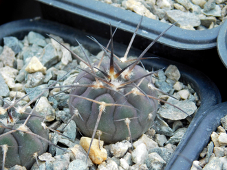 Gymnocalycium spegazzinii TOG 6 (D=15-20 мм)