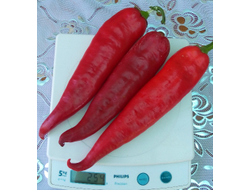 Перец острый Теща моя