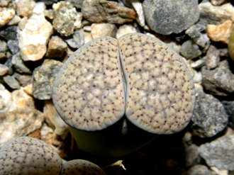 Lithops verruculosa v.glabra (Чехия) - 10 семян