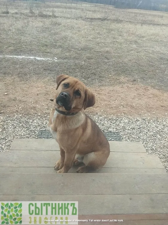 Добродушный Мухтар на нашей семейной ферме