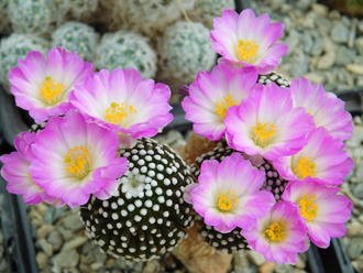 Mammillaria luethyi