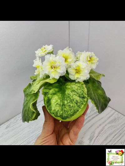 ЛЕ-Золото Нибелунгов Голд  (Е. Лебецкая) 2020 г. (лист укоренённый)