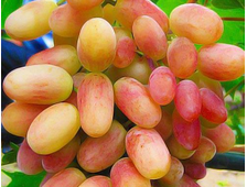 Розовый супер