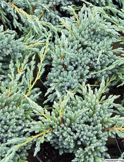 Можжевельник Блю Спайдер - Blue Spider