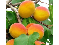 Абрикос Снежинский