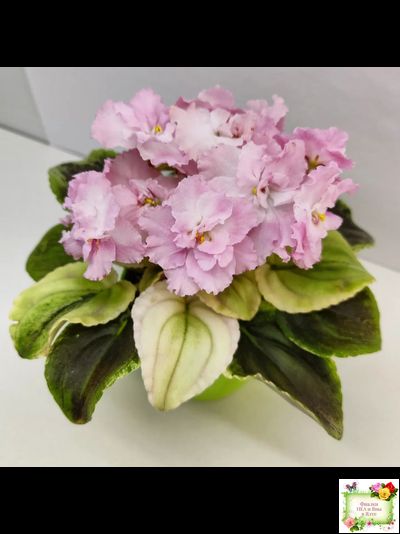 РС-Утренний Пляж (С. Репкина) 2020 г. (клакамас с кроновой пестролистностью)