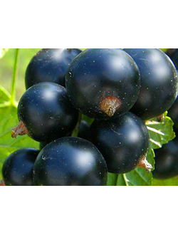 Смородина черная Селеченская