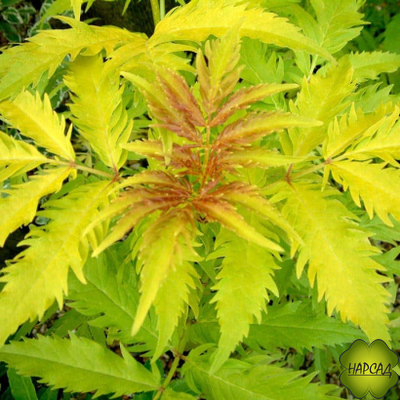 БУЗИНА декоративная "ПЛЮМОЗА АУРЕА"