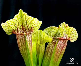 Sarracenia Eva