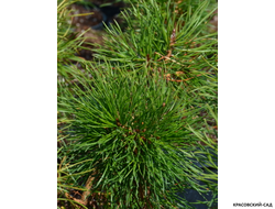 Сосна Кронборг - Kronborg