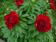 Рэд Шарм пион (Paeonia Red Charm)