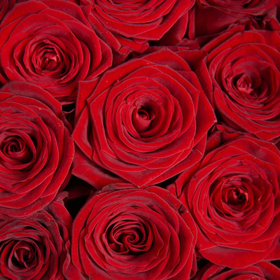 51 красная роза