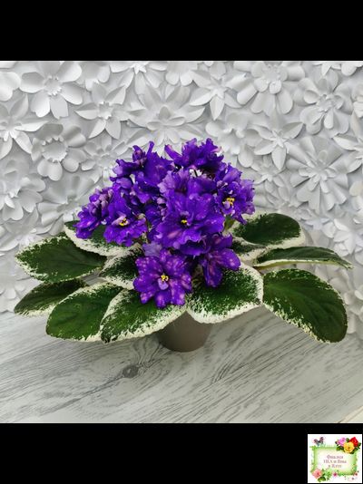 РС-Астролог (С. Репкина) 2020 г.