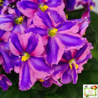 СГ-Каспер (И.Киселёва/С.Голубцова) химера