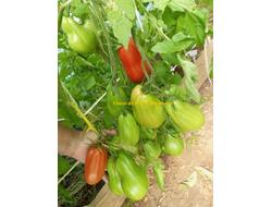 Томат Сердце быка (Coeur de Boeuf), Франция