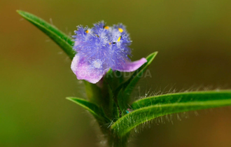 Cyanotis somaliensis