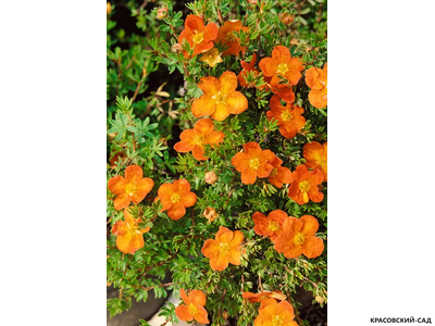 Лапчатка кустарниковая Оранж Стар Купить Саженцы в Москве