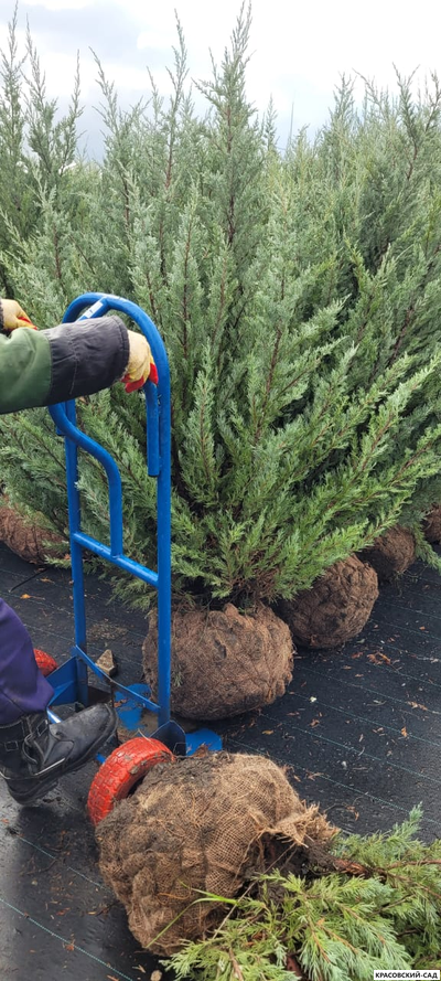 Можжевельник Мунглоу - Moonglow