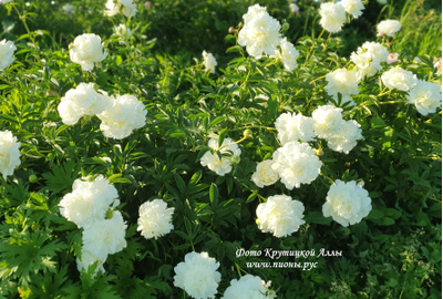 Пион Princess Bride(Принцесс Брайд)