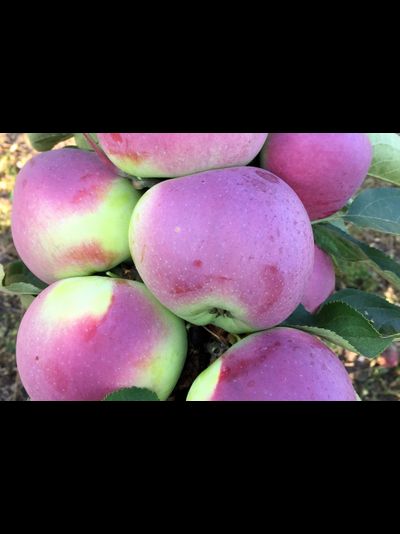 Приокское (яблоня)