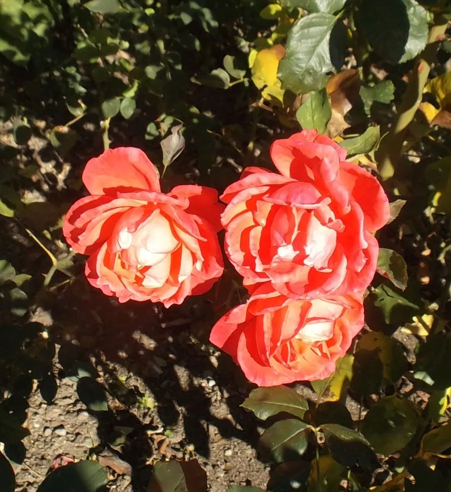 Огни Ялты (флорибунда). Селекция НБС