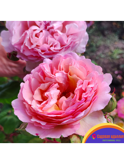 Принцесса Шарлен де Монако (Princesse Charlene De Monaco)