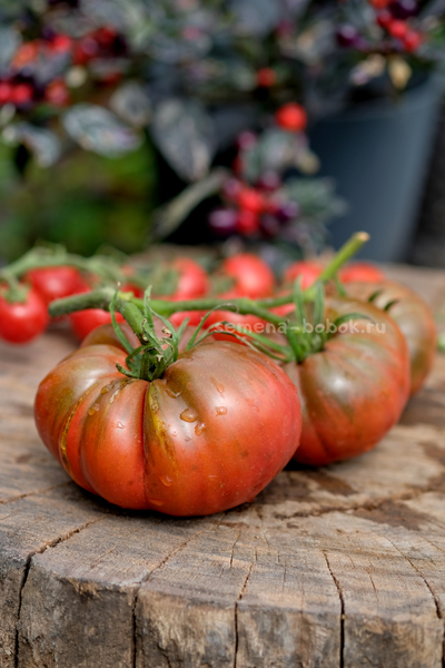 Томат Один Трюк Пони ( One Trick Pony), 10 шт