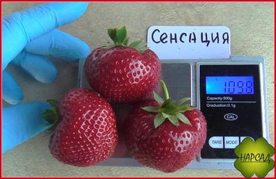 КЛУБНИКА "СЕНСЕЙШЕН" (СЕНСАЦИЯ) (СР.-ПОЗДНЯЯ, СИЛЬНЫЙ АРОМАТ И СЛАДОСТЬ)