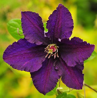 Клематис крупноцветковый Распутин, C5 (III)