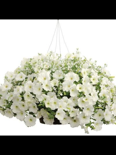 ПЕТУНИЯ АМПЕЛЬНАЯ БЕЛАЯ ОПЕРА ВАЙТ В КАШПО 4 ЛИТРА