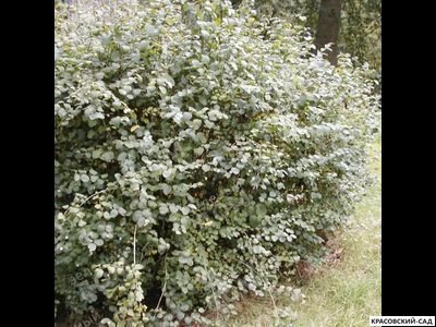 Снежноягодник Доренбоза Вайт Хедж - Doorenbosii White Hedge