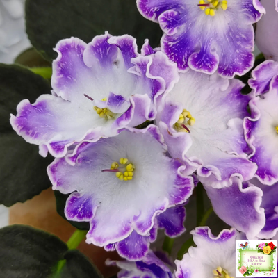 DS-Изюм (Dimetris) 2014 г. (лист с детками укоренённый)