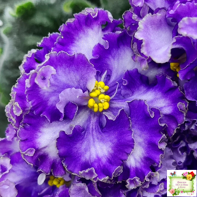 АВ-Озерная Фея (Фиалковод) 2017 г.