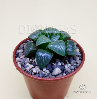 Хавортия Баера Мунстоун - Haworthia Bayeri Moonstone