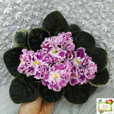 ТФ-Confetti (Т. Фурлетова) 2024 г.