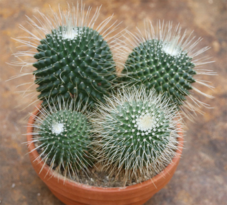 Mammillaria spinosissima cv. Un Pico, Маммиллярия колючейшая, кактус ...