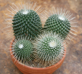 Mammillaria spinosissima cv. Uno Pico