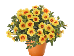 Калибрахоа гибридная Bloomtastic Pineapple, p9