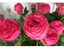 Пинк Пиано роза, ОКС