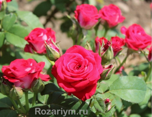 Фаер кинг роза фото и описание
