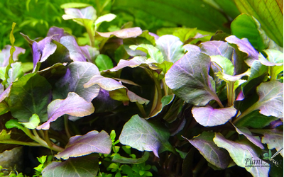 Лобелия волнистая (горшок)