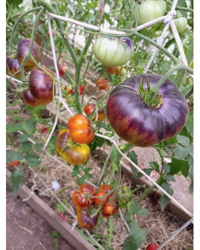 Томат Чупа-чупс (Chupa-Chups)