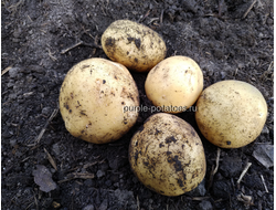 Картофель Из Италии