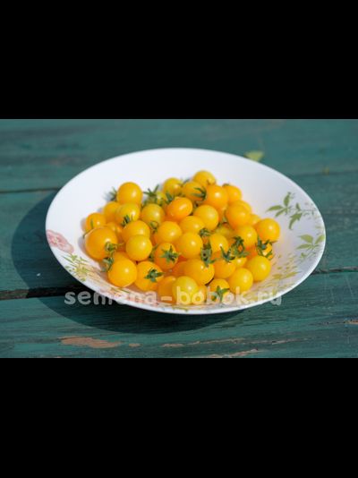 Hahms Gelbe topftomate (Желтый горшечный томат Хамса), 10 шт