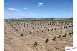 туи. полив катушкой